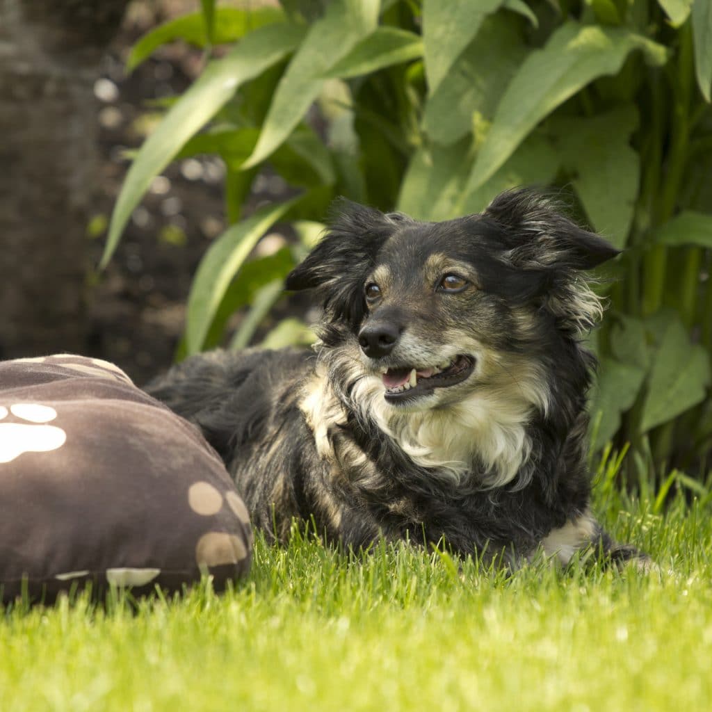 dog in the park