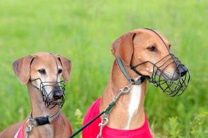 muzzle training dogs