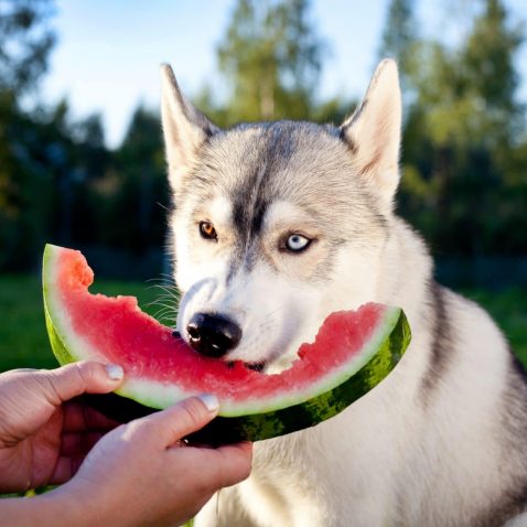 Why is Human Food Bad for Dogs?