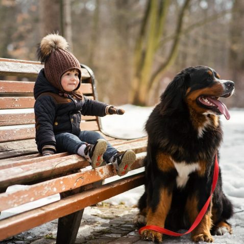 Senior Dogs & Ones with Disabilities Benefit from Exercise Too