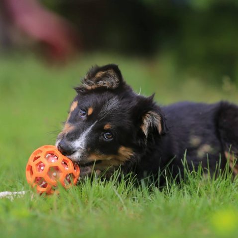 how much exercise does a small dog need everyday