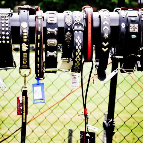 Picking Out a Collar & Leash