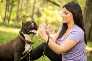 how to put a muzzle on a dog