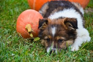pumpkin is good for dogs