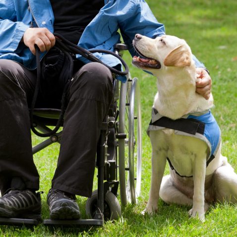 Service Dogs