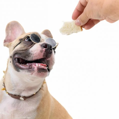 Can Dogs Eat Bread or Cheese?