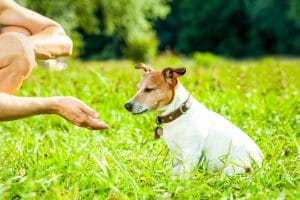 basic obedience dog training