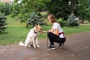 Obedience training for dog