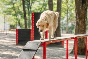 Golden retriever dog training