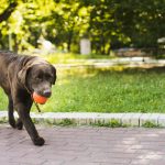 How Does Pet Insurance Work