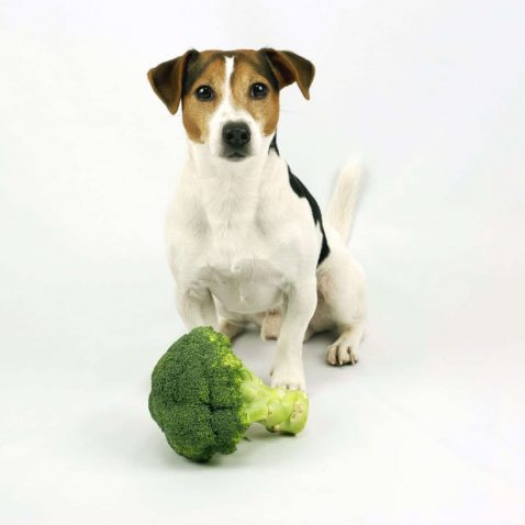 Can Dogs Eat Vegetables?