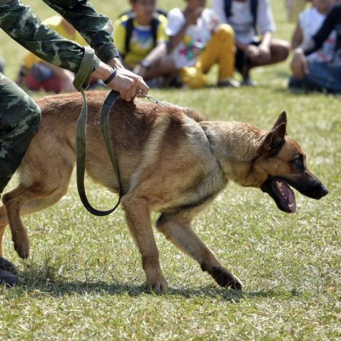 How do Police Dogs help Humans?