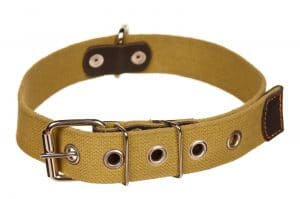 dog collar