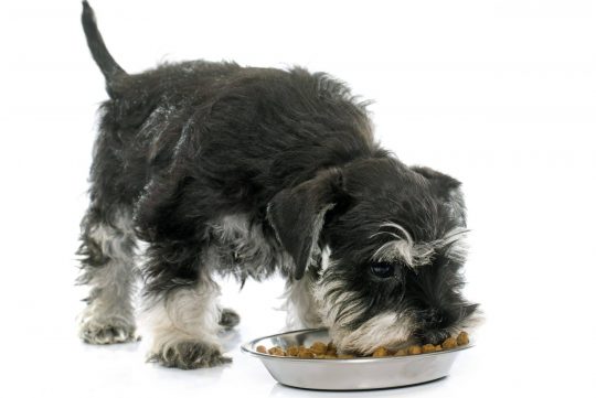 What Foods Are Toxic To Dogs