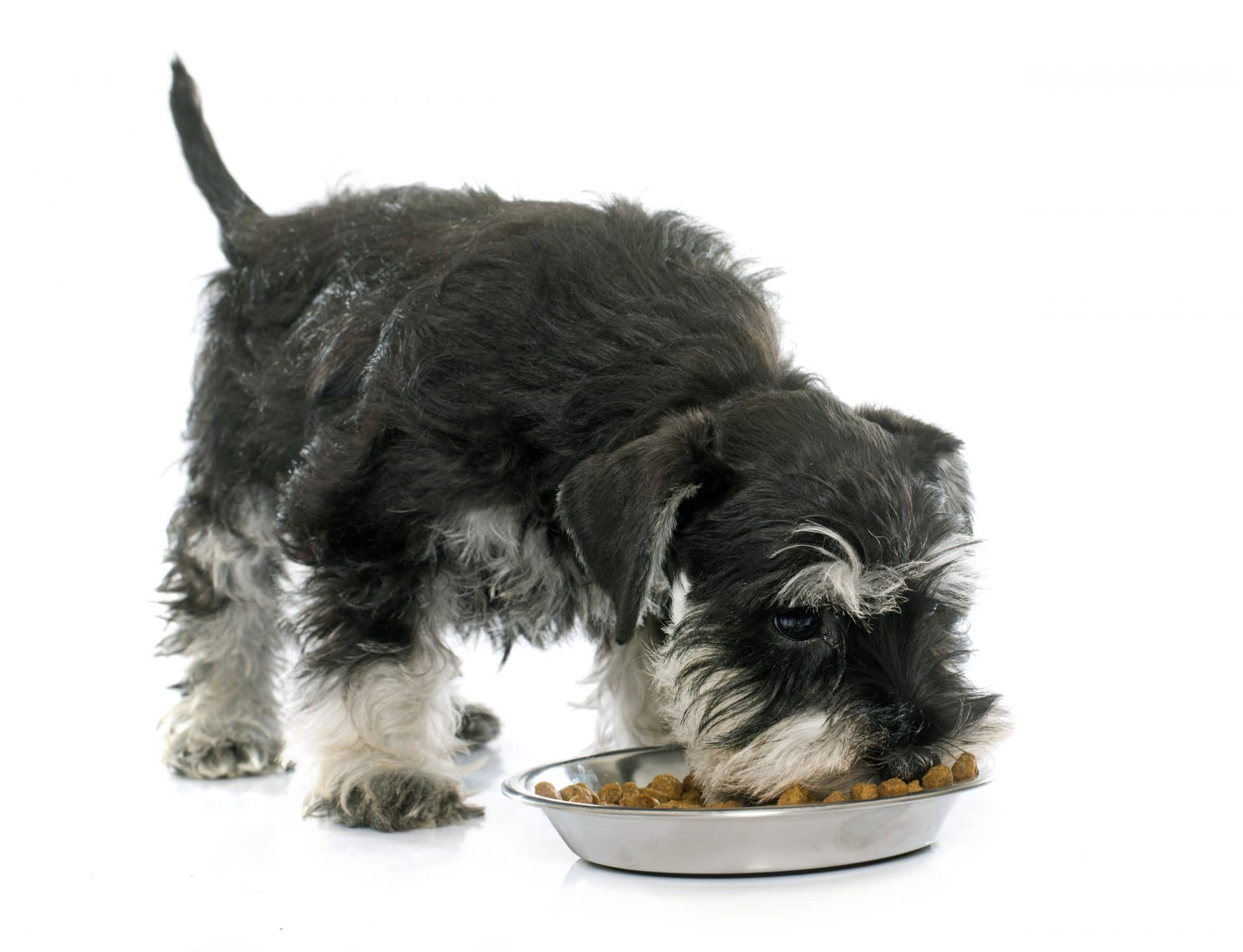 What Foods Are Toxic To Dogs