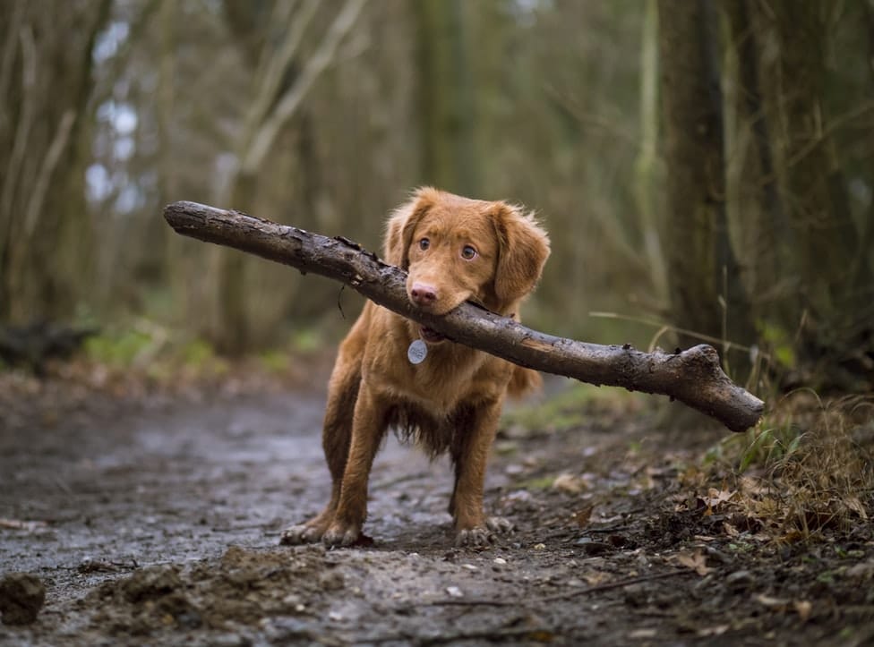 Dog outdoor in the woods