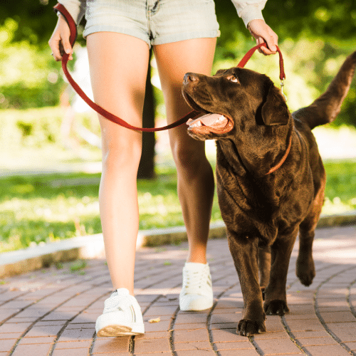 Leash Training 101 Guide To Leash Training Heel Boy Heel
