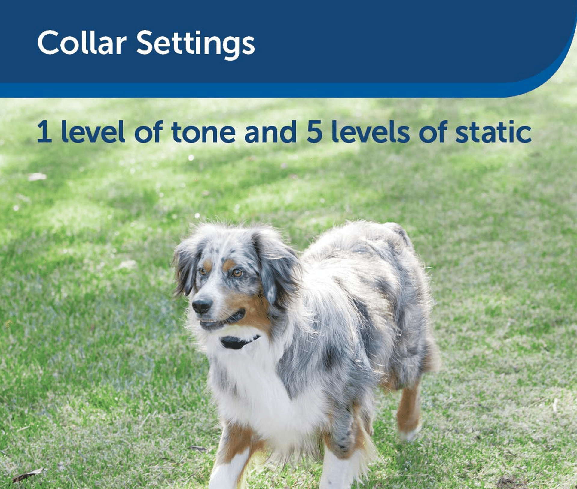 Best Wireless Dog Fence 2019 Roundup Review