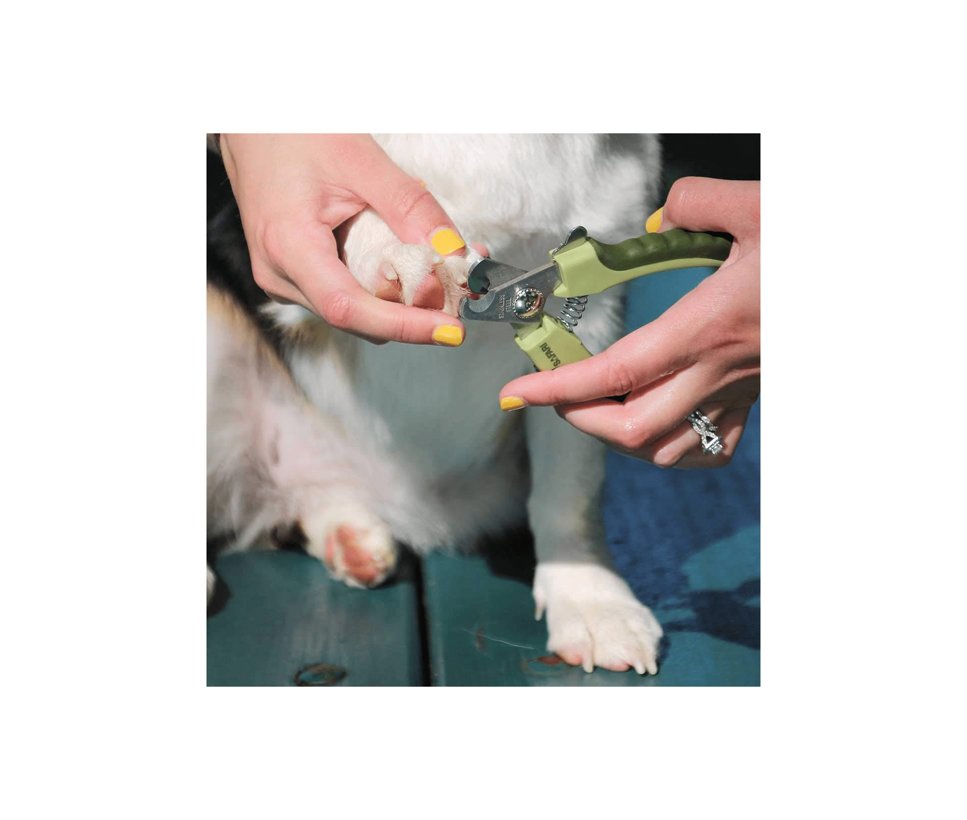 Safari Professional Stainless Steel Nail Trimmer for Dogs | Heel Boy Heel