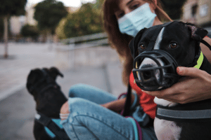 Training your dog to wear a muzzle