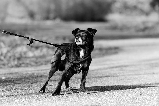 Dog straining on leash