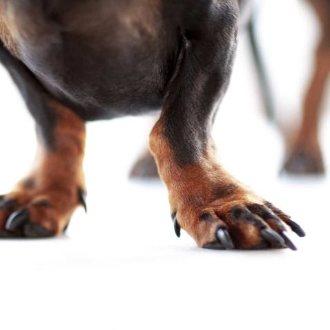 Clipping Nails