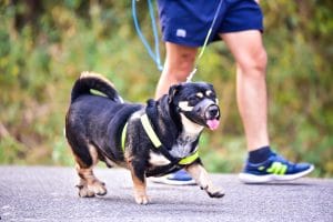 how to calm your dog during fireworks