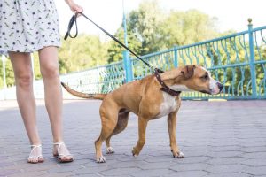 dog pulling on leash