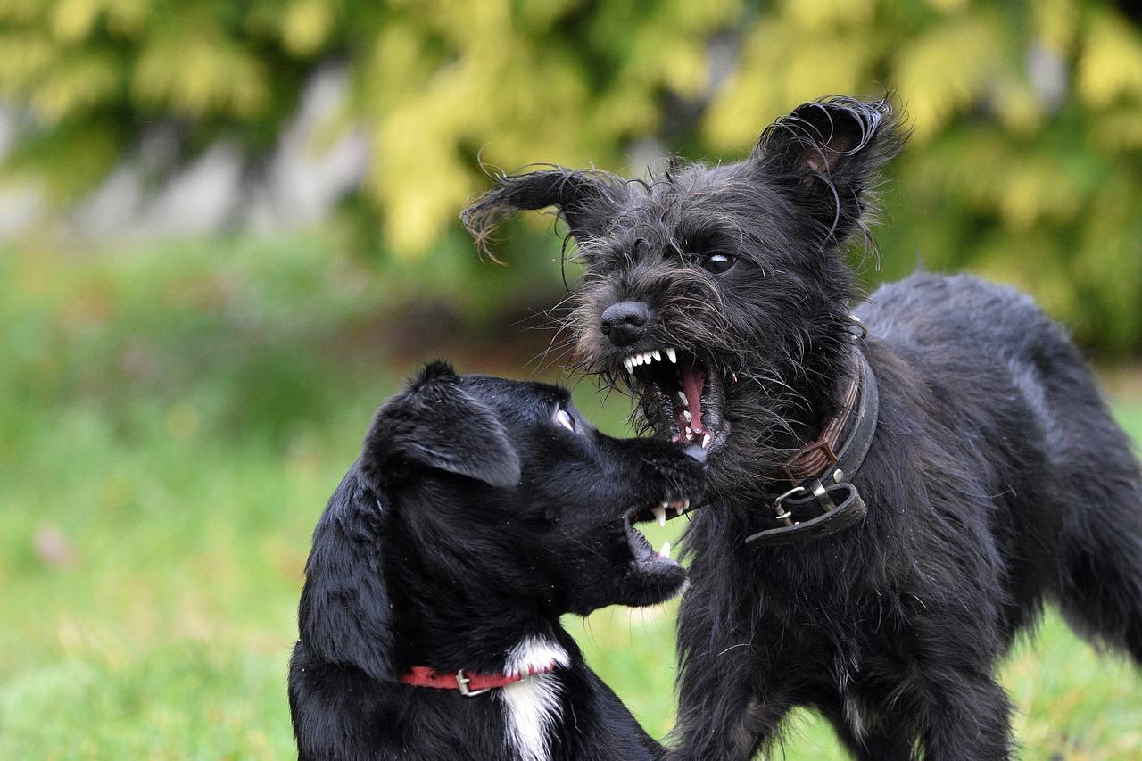 Dog-To-Dog Aggression: How To Manage And Fix It