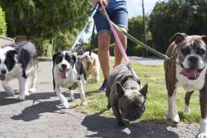 dog pulling on leash 