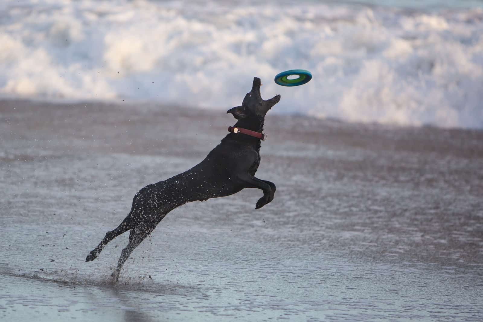 Ball Toys, Frisbees, And More: Unleash Your Dog’s Inner Athlete