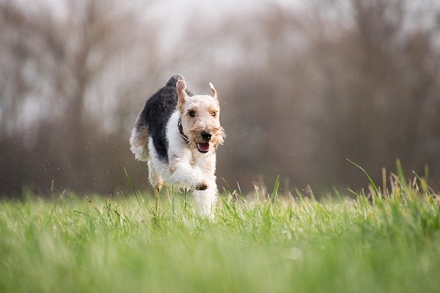 dog running free