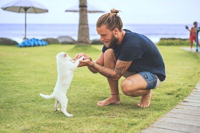 dog meeting people